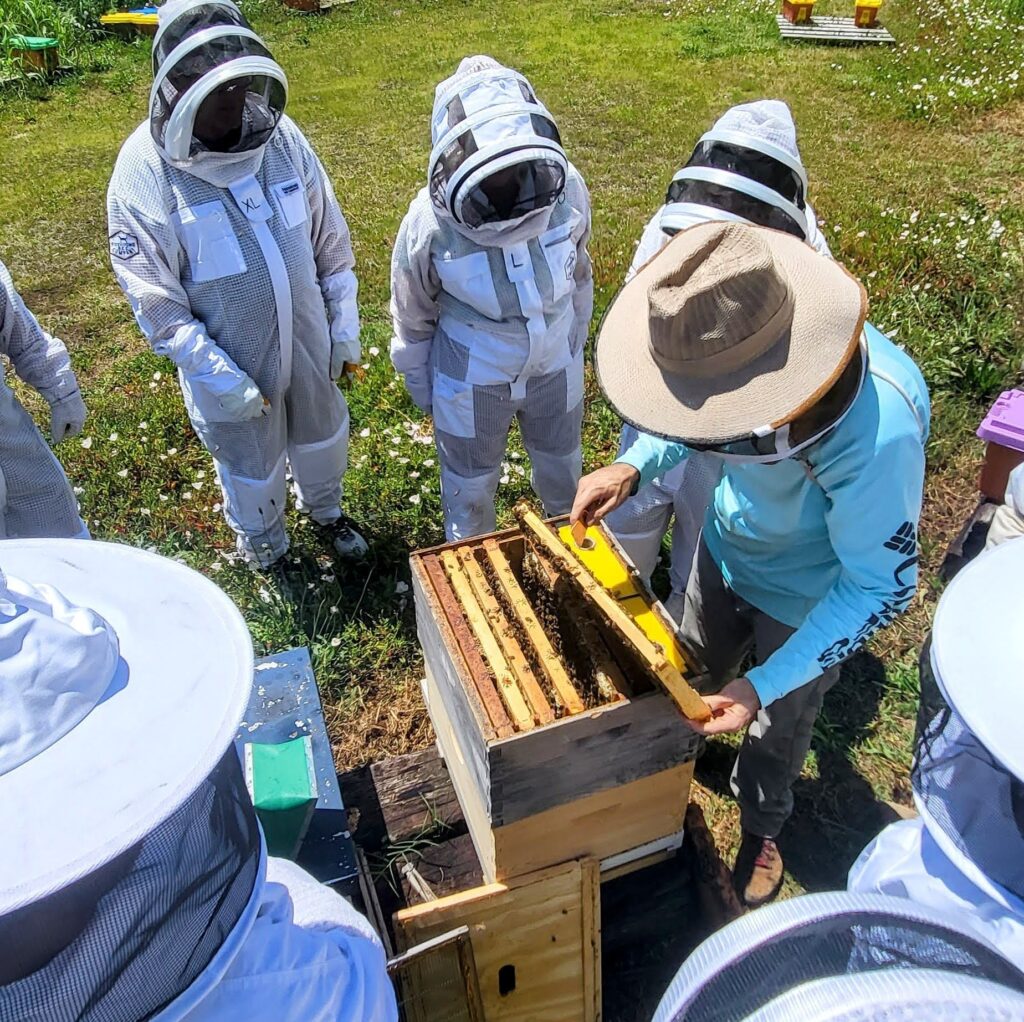 Learn about beekeeping